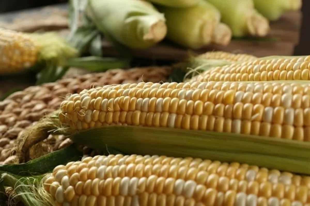 کنسرو ذرت آماده با طعم طبیعی و مصرف آسان